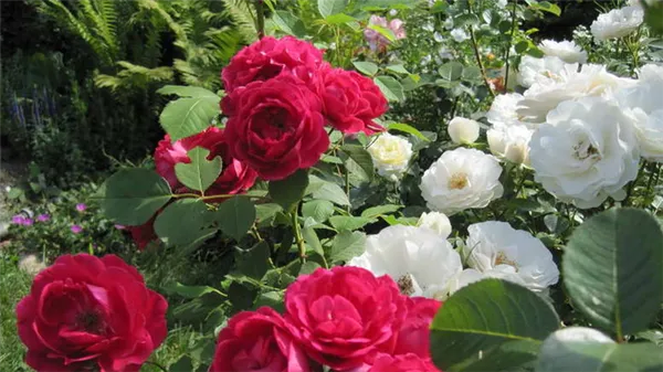 роза флорибунда: описание сорта, выращивание, уход за кустом. роза флорибунда что это такое. 15