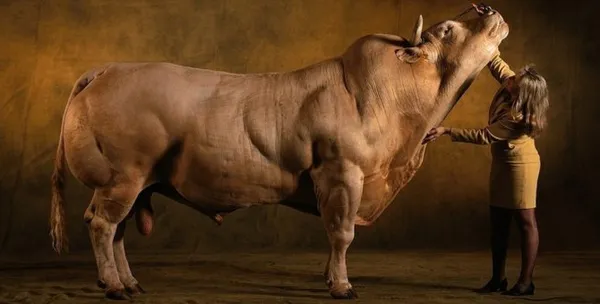 самые большие быки с официально зафиксированными параметрами. самый большой бык в мире. 8
