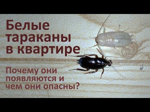 белые тараканы в квартире: кто они такие и откуда берутся. белый таракан в квартире. 47