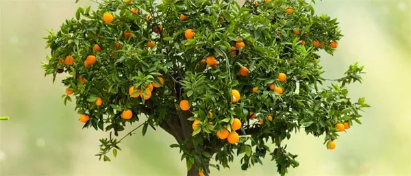 апельсиновое дерево домашнее — выращиваем из косточки. как вырастить апельсин из косточки. 13