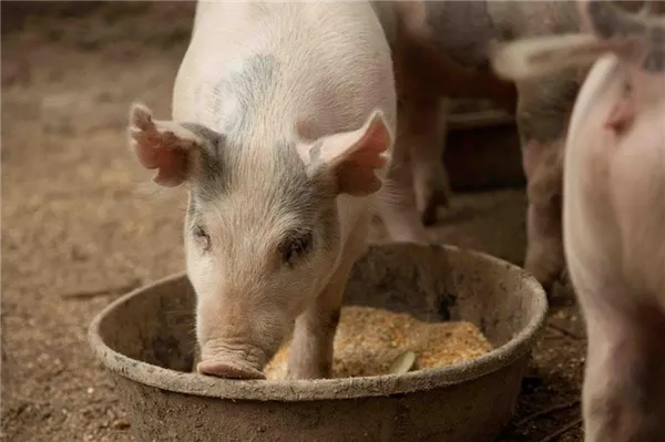 кормление свиней. как правильно кормить поросят. 4