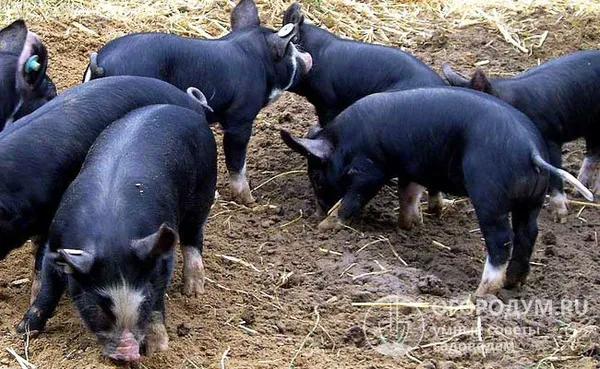 крупная черная порода свиней. крупная черная порода свиней. 7
