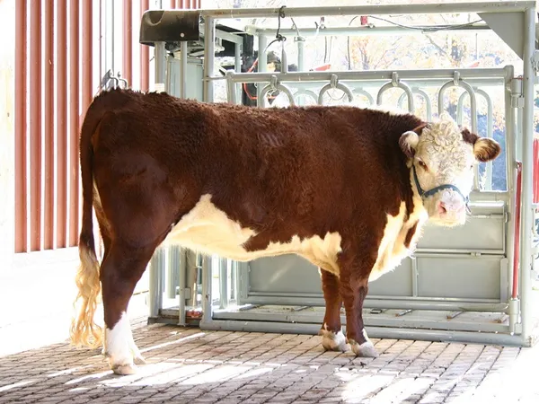 герефордская порода коров. герефордская порода коров характеристика. 16