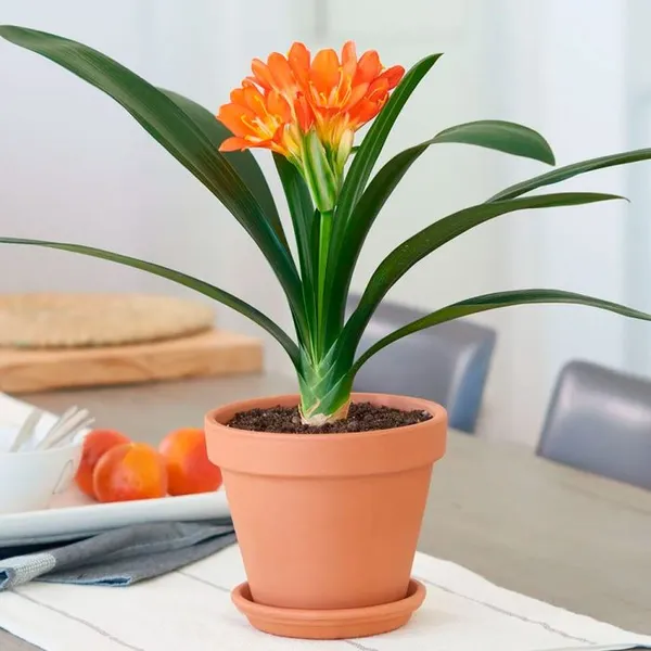 кливия цветок уход в домашних условиях +как. кливия цветок уход в домашних условиях. 10