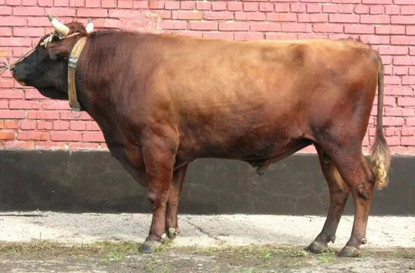 корова красная степная: фото. красная степная порода коров. 5