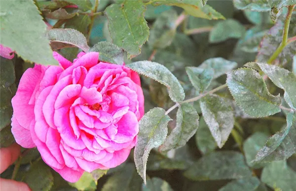 мучнистая роса на розах – как спасти растения. мучнистая роса на розах. 2