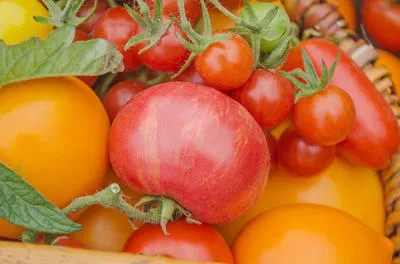 подборка томатов: 10 новых гибридов, которые вас покорят. момотаро голд томат отзывы. 38