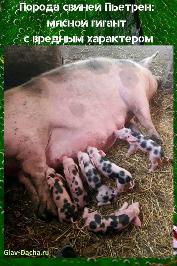 порода свиней пьетрен: мясной гигант с вредным характером. пьетрен порода свиней характеристика. 16