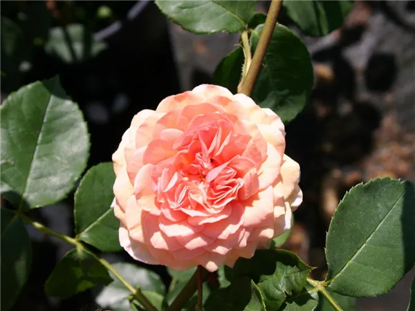 роза вильям моррис (william morris) — характеристика культуры. роза вильям моррис энциклопедия роз. 8