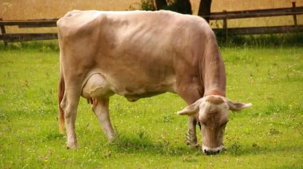 все про швицкую породу коров. швицкая порода коров характеристика. 15