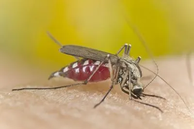 33 способа защиты от комаров, или лето без укусов. народные средства от комаров. 7