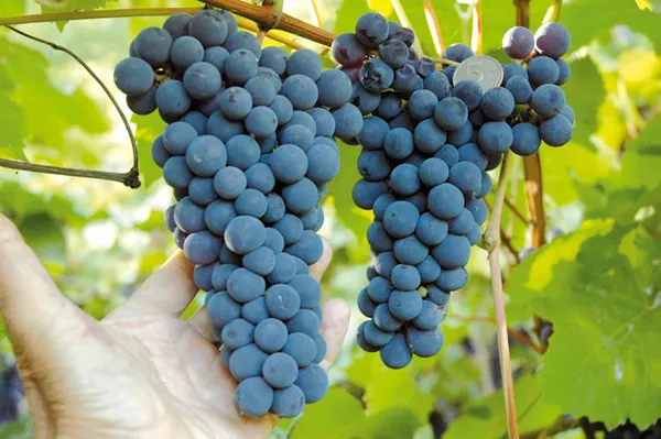 зимостойкие сорта винограда 2023 года. сорта винограда для сибири. 7