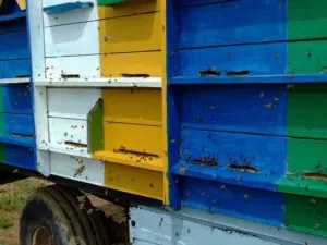 разведение пчел для начинающих: своя пасека с нуля. все о пчелах и пчеловодстве. 4