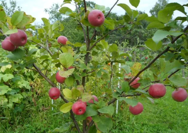 ауксис – прихотливая яблоня с вкуснейшими плодами. яблоня ауксис описание сорта. 15