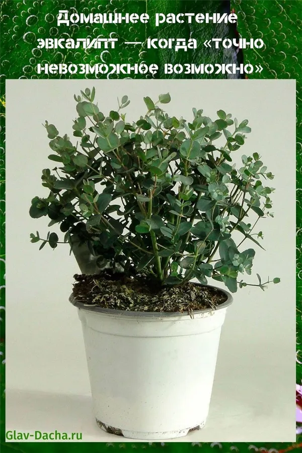 домашнее растение эвкалипт — когда «точно невозможное возможно». эвкалипт в домашних условиях. 13