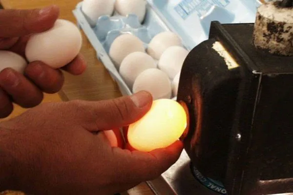 особенности инкубации куриных яиц в домашних условиях. режим инкубации куриных яиц. 5