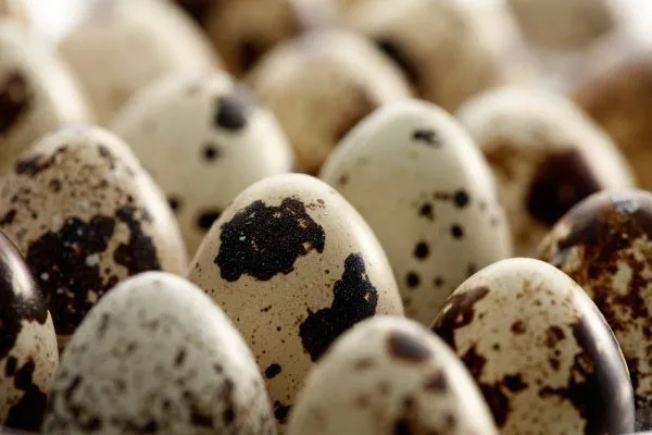 инкубация перепелиных яиц – пошаговая инструкция. режим инкубации перепелиных яиц. 11