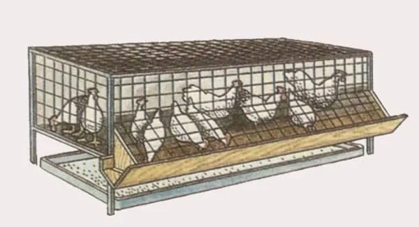клетка для цыплят бройлеров – как сделать своими руками, размеры и чертежи. клетки для бройлеров своими руками. 11