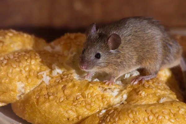 самые гуманные способы избавления от мышей и крыс. как избавиться от крыс. 13
