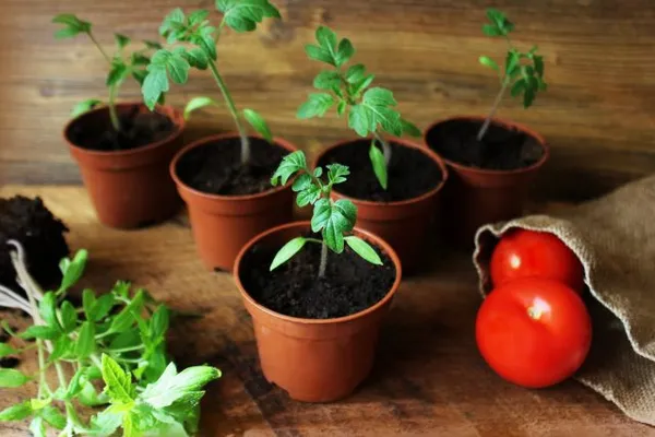 как посеять томаты на рассаду — пошаговая инструкция. как правильно посадить помидоры. 16