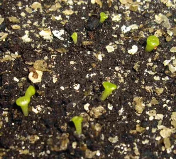 как вырастить литопсы из семян, как ухаживать за всходами и взрослыми растениями. литопсы выращивание из семян в домашних условиях. 93