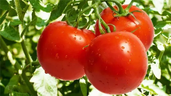 способы подвязки помидоров в открытом грунте: как правильно сделать и нужно ли это вообще. как подвязать помидоры в открытом грунте. 7