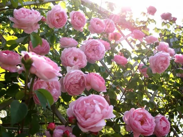 английские розы – сорта с описанием и фото, особенности выращивания, обрезка и уход за растением. роза констанс энциклопедия роз. 10