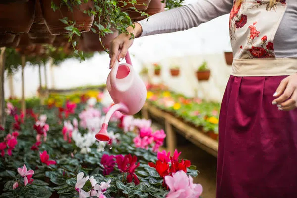 выращиваем цикламен дома: как ухаживать и когда пересаживать. цикламен цветок уход в домашних условиях. 9
